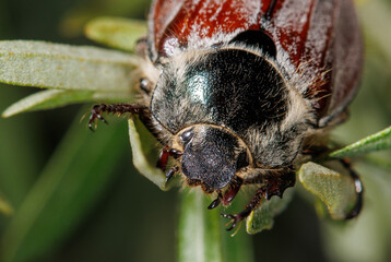 A bug with a black head and brown body is on a leaf
