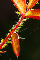 Aphids on a plant on a black background.