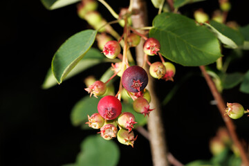 A cluster of berries on a tree branch