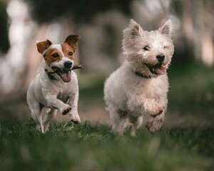 jack russell terrier