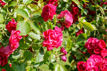  Close Up of Vibrant Red Roses
