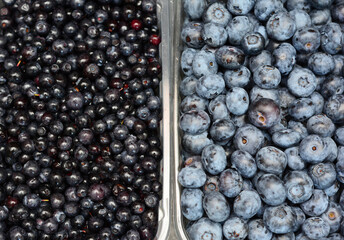 Bilberries and Blueberries in the boxes. Bilberries and Blueberries differ significantly in their nutrient profiles, medicinal uses.