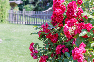 Abundant Pink Roses in a Lush Garden