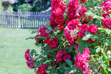 Abundant Pink Roses in a Lush Garden