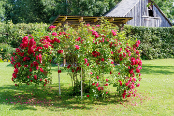 Abundant Red Roses in a Lush Garden