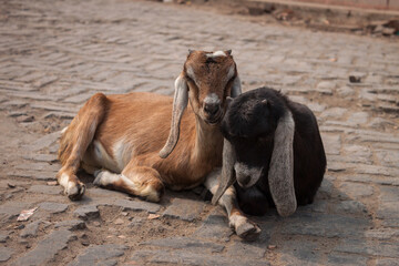 Fototapeta premium Varanasi Goats on the Ganges River