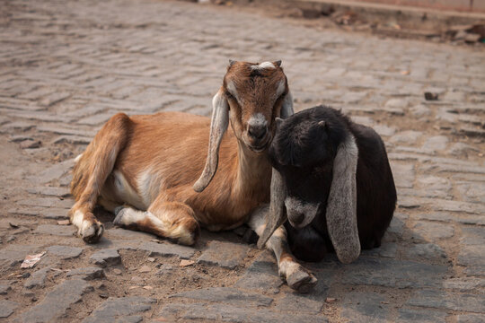 Varanasi Goats on the Ganges River