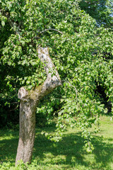 Green Apple Tree in Summer Garden