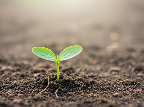 New seedling rises gently from moist dark earth, fresh and symbolic in clean bright environment bathed in morning sun