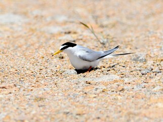 The little tern (Sternula albifrons) is a small seabird often seen nesting on gravelly shores. This individual is incubating its speckled eggs while resting in a shallow scrape. This image is part of 