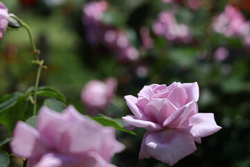 Fototapeta premium 花の女王