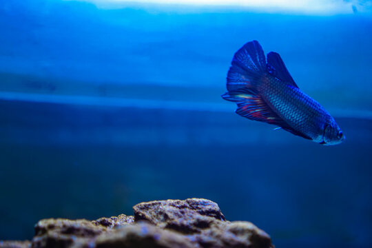 Colorful Betta Fish in an Aquarium