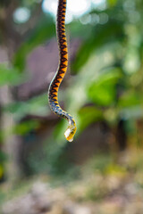Tree snake