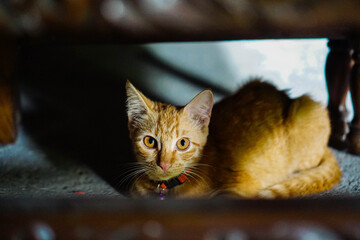 Cute Domestic Cat in a Natural Village Setting