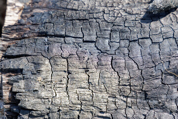 Cracked and Weathered Wood Texture