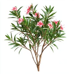 Obraz premium Real oleander bush flowers leaves plant.