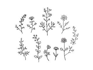 aconite plant sketch vector art