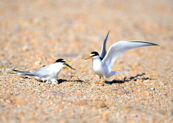 A male little tern (Sternula albifrons) delivers food to a female who is incubating eggs at the nesting site. This behavior strengthens pair bonding and helps maintain the breeding effort. This image 