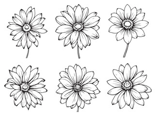 african daisy flower drawing