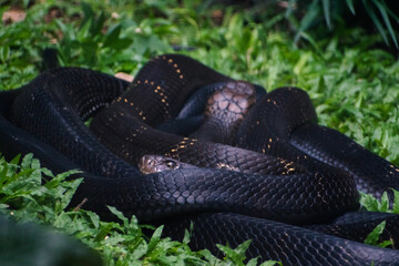 Close-up of a King Cobra coiled in lush green vegetation of the Western Ghats, India.  Intricate...
