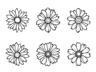 african daisy minimalist flower art