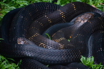 Close-up of a King Cobra coiled in lush vegetation, Western Ghats, India.  The composition...