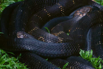 Close-up of a King Cobra's scales in the Western Ghats, India.  Intricate texture and dark...