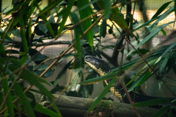 A King Cobra, partially concealed amidst lush green foliage, is captured in a close-up shot,...