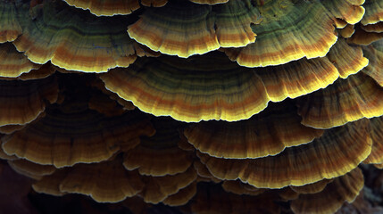 Fungus Mushroom Texture Layers Growth Biology Wild Nature Colorful Closeup Forestry Habitat Patterns Plant Macro Foliage Mycology Spore 