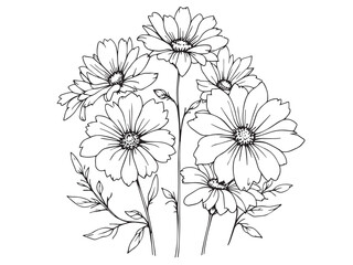 aster botanical outline drawing