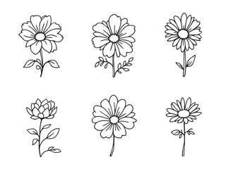 aster flower line art design