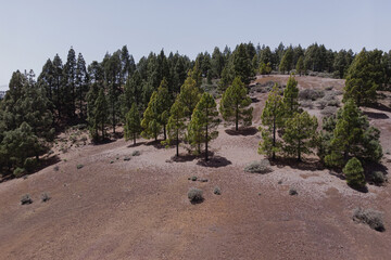 Aerial View of Pine Forest on Hilltop