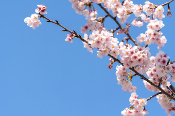 Pink cherry blossom(Cherry blossom, Japanese flowering cherry) on the Sakura tree. Sakura flowers are representative of Japanese flowers. The main part of the winter pass. I love everyone.