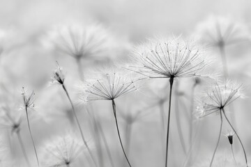 Black And White Delicate Flowers In Soft Light