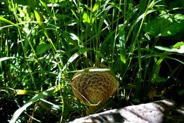 Discovering a unique mushroom among the lush green grass in Tyrol, Austria during a sunny day