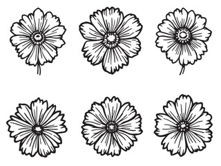 bachelor button botanical drawing