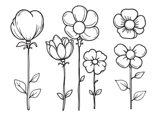 balloon flower outline sketch