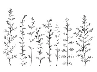 balsam flower line art drawing