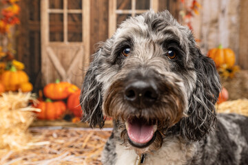 Happy Mixed Breed Dog Smiling in Rustic Autumn Setting