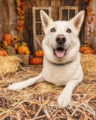 Smiling White Husky Mix in Autumn Barnyard Setting