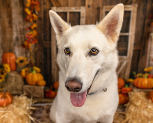 White Husky Mix Close-Up with Autumn Decorations