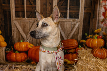 Mixed Breed Dog Looking Away in Rustic Fall Setting