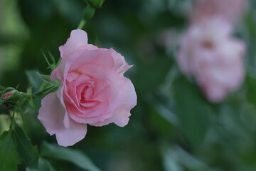 花の女王