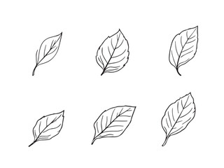 basil leave botanical sketch vector