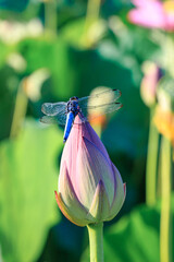 蓮の蕾に留まるシオカラトンボ