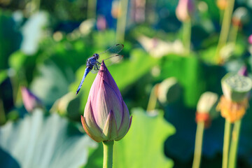 蓮の蕾に留まるシオカラトンボ