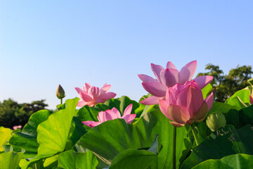 青空に映える蓮の花