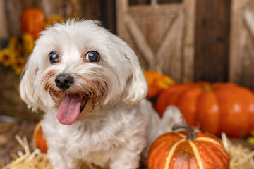 Happy White Dog in Autumn Pumpkin Patch Close-Up