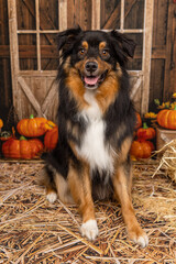 Smiling Tricolor Dog Sitting in Rustic Fall Pumpkin Setup