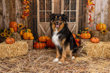 Happy Dog in Rustic Fall Setting with Pumpkins © Arf & Wag Studio
